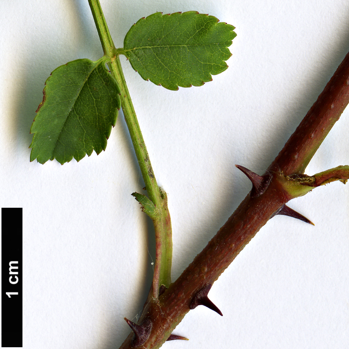 High resolution image: Family: Rosaceae - Genus: Rosa - Taxon: xanthina - SpeciesSub: f. hugonis